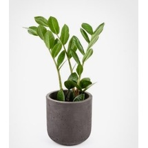 Zamia Zeze Çiçeği 14 cm Saksıda 20 cm boyunda Ev Bitkisi Ofis