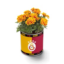 Galatasaray Taraftar Çiçeği (Lisanslı Model 1 - Fide Kiti)