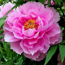 Peonies Festiva Maxima Pink Şakayık Çiçeği Yumrusu 1 Adet N11.129