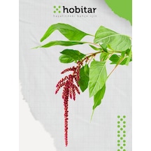 Hobitar Horozibiği Çiçek Tohumu 1500 Adet