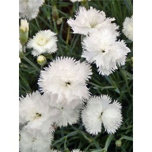 Kokulu Beyaz Bodur Karanfil Çiçeği 1 Adet Saksılı 20-30 Cm Dianthus Caryophyllus White
