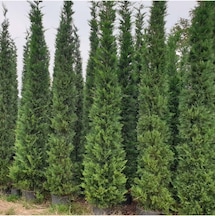 Selvi Leylandi Çam Fidanı Tüplü 60-80 Cm Diğer