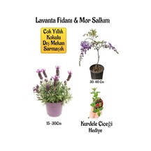 Yoğun Kokulu Lavanta+kokulu Mor Salkım Ağacı Fidanı Buz Çiçeği Hediyeli Bahçe Seti