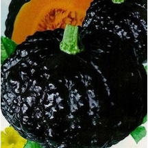 Nadir Thailand Gold Kabak Tohumu 3 Tohum Bal Kabağı Tohumu + İ