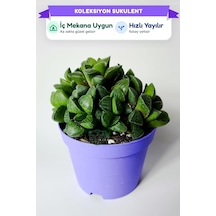 Haworthia Retusa Canlı Sukulent Ev Bitkisi 8.5 Cm Saksıda