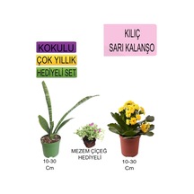3'lü Set Tek Dikim Kılıç+sarı Kalanşo+hediyelik Mezem Çiçeği
