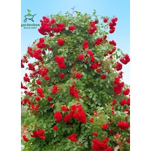Sarmaşık Gül Fidanı Formlu 1 Adet Saksılı/tüplü 50-80cm
