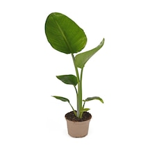 Çok Avantajlı Starliçe - Beyaz Cennet Kuşu 50 -60 Cm Strelitzia Nicolai Iç Mekan Bitkisi
