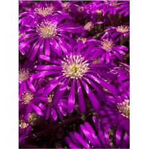 Acem Halısı Çiçeği Fidesi Fidanı 30 Adet Tüplü 5-10 Cm Drosanthemum Floribundum