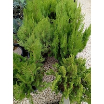 Mazı Çam Agacı 40/60 Cm Ardıçgillerden