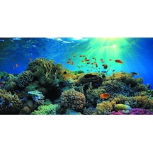 Kanki Pet 125 cm KP1256321 Akvaryum Arka Fon Yapıştırma 125x63 cm