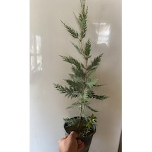 Videolu En Sevilen Leylandi Bitkisi 40-70 Cm Saksıda Dış Mekan Ağaçları Cupressocyparis