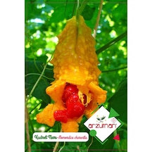 Kudret Narı Tohumu 5 Adet