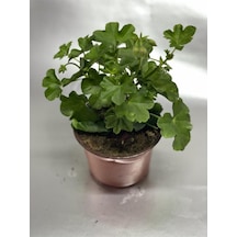 Karışık Renk Sardunya Saksılı 10-20 Cm