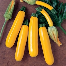 10+ Zucchini ALın Rengi Kabak Tohumu