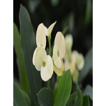 Serada Decor Plant Euphorbia Milii White Dikenler Tacı Beyaz Ev Ofis Salon Iç Mekan Bitkisi - 25 Cm