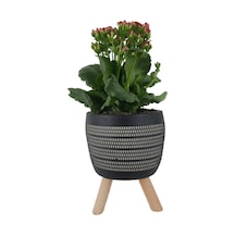 Kırmızı Kalanşo Siyah Damla Saksıda  Kalanchoe