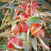 10 Adet Tohum Iğde Ağacı Tohumu Mis Kokulu Iğde Ağacı Sürpriz Bonzai Ağaç Tohumu Bonsai Tohum