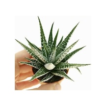 Haworthia Fasciata Zebra  15 Adet