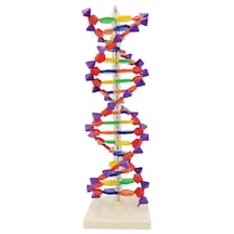 Çift Sarmal Dna Modeli 24 Baz Çifti, 2 Dönüş - Dna Modeli - Dna Maketi 01