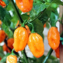 Ata Tohumları Geleneksel Carbonero Peach Çok Acı Biber Tohumu 10 Tohum