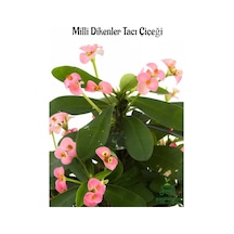 Pembe Dikenler Tacı Kaktüsü 1 Adet 15-25cm Euphorbia Milii