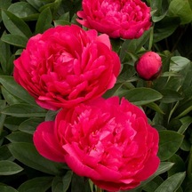 Peonies Festiva Maxima Red Şakayık Çiçeği Yumrusu 1 Adet N11.348