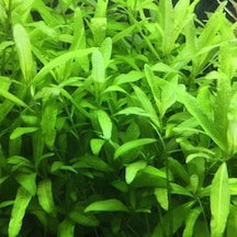 Hygrophila Polysperma Zeytin Akvaryum Bitkisi 5 Dal