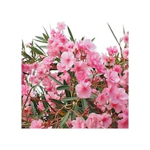 Tüplü Katmerli Pembe Çiçekli Zakkum Fidanı 150-200 Cm Çiçek Açma Durumunda