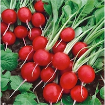 Mix Yukarıbakan Cin Biber 250 Adet Fındık Turp 100 Tohum