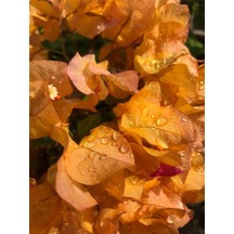 Videolu 1 Adet Sarı Renk Begonvil Çiçeği 30-40 Cm Saksılı Çiçekli Bodur Bitkiler "bougainvillea"