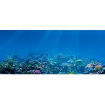 Kanki Pet 155 cm KP1556509 Akvaryum Arka Fon Yapıştırma 155x65 cm