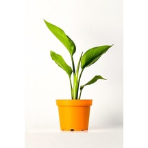 Strelitzia Nicolai 'starliçe' - Beyaz Cennet Kuşu Çiçeği - Ev Ofis Salon Iç Mekan Bitkisi - 40 Cm