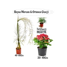 Beyaz Mercan Çiçeği 1 Adet+kırmızı Ortan Çiçeği 1 Adet Sakıslı+tül Çiçeği Hediye Teras Bitkisi