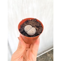 Taş Kaktüs Lithops 5.5 Cm Saksıda