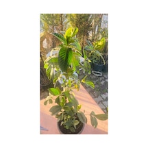 Gardenya Kokulu Çiçek