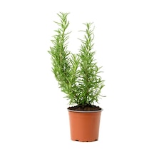 Tr Aromatik Kokulu Mutfak Seti, Itır Çiçeği + Biberiye Fidanı + Lavanta Fidesi, 3 Adet