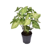 Canlı Dolgun Fomlu Melek Kanadı Çiçeği 1 Adet Saksılı 20-40cm Salon Çiçeği