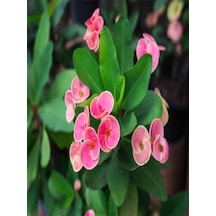 Çok Avantajlı Euphorbia Dikenler Tacı Pembe Renk Ithal Kaktüs Ev Ofis Iç Mekan Bitkisi 12 Cm