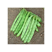 400 Adet Tohum Organik Köy Boncuk Sırık Ayşe Kadın Fasülyesi Fasulye Tohumu Niğde Yayladan 100 Adet