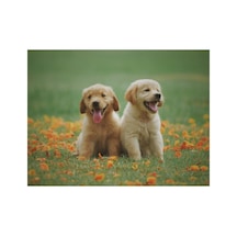 Köpek Kardeşler Sticker Çerçevesiz 70x90 Sayılarla Boyama Hobi Seti