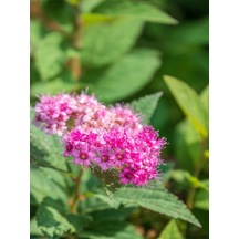 Videolu Ispirya Çiçeği 40 60 Cm 3 Adet Saksılı Çiçekli Bodru Bitki Spiraea Vanhouttei