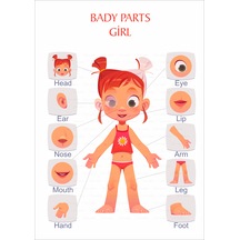 Vücut Bölümleri Poster İngilizce Pvc Kaplı 30x42 Cm Kız Çok Renkli