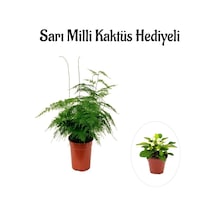 Tül Kuşkonmaz Çiçeği Sevgililer Gününe Özel Sarı Milli Kaktüs Hediye