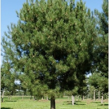 Karaçam Tohumu 100 GR 3250 Adet Tohum Pinus NiGRa Karaçam Tohumu
