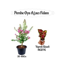 Pembe Oya Ağacı Fidanı 1 Adet Saksılı+yaprak Güzeli Çiçeği Hediyeli