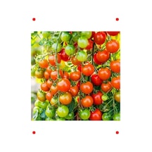 Doğal Kiraz Domates Tohumu