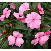 Pembe Cam Güzeli Fidanı Yeniğine Saksılı 10cm 30cm