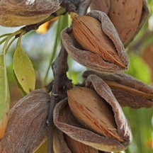 Tüplü Yarı Bodur Amerikan Teksas Diş Badem Fidanı