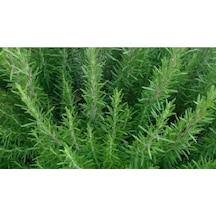Biberiye Tohumu 50+ Tohum N117791